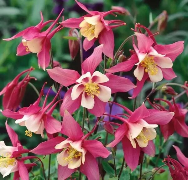 Haseki Küpe Çiçeği Tohumu – Renkli, Sarkan ve Gösterişli Çiçekler