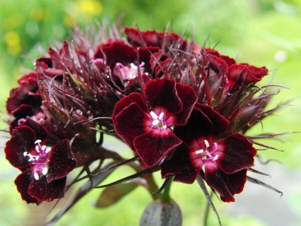 Hüsnü Yusuf Çiçeği Tohumu – Canlı Renkli, Uzun Çiçek Açan Bahçe Bitkisi