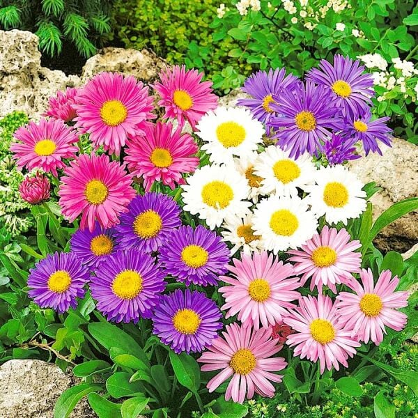 Saraypatı Aster Papatya Tohumu – Canlı Renkli, Uzun Süre Çiçek Açan Bahçe Çiçeği