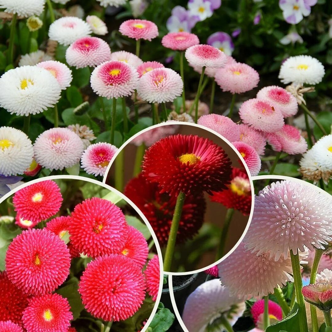 Şeker Tabağı Çiçeği Tohumu – Bellis Perennis | Renkli ve Yoğun Çiçeklenme