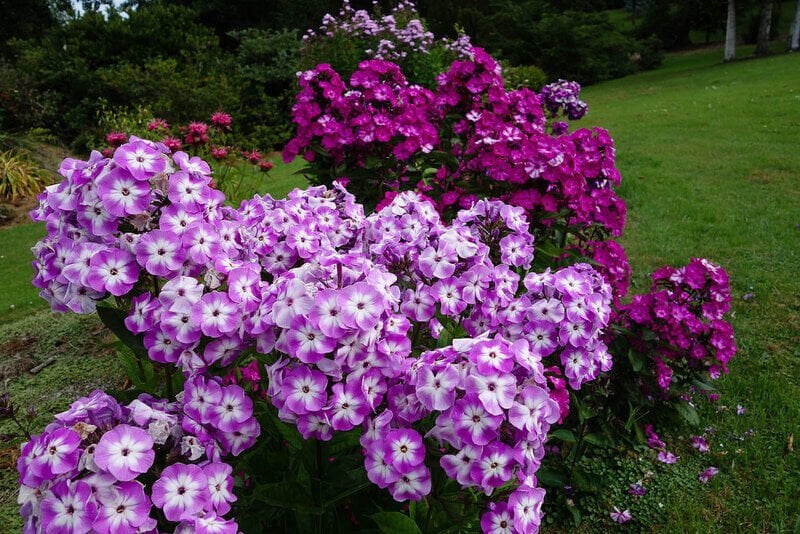 Alev Floks Tohumu – Phlox Drummondii – Parlak Renkli Yazlık Çiçek