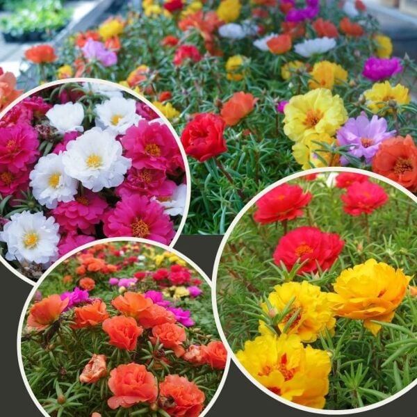Katmerli İpek Çiçeği Tohumu – Portulaca Grandiflora – Yoğun Katmerli Yazlık Çiçek