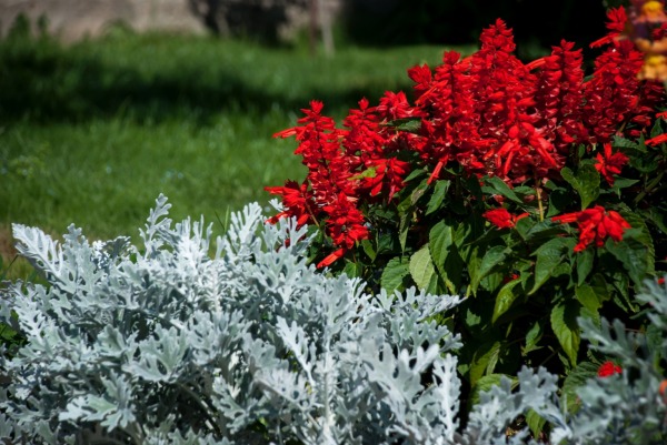 Ateş Çiçeği Tohumu – Tropaeolum majus – Canlı Renkli Sarkan Yazlık Çiçek