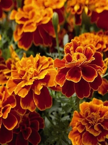 Karagöz Çiçeği Tohumu – Viola Tricolor – Renkli Yazlık Mini Bahçe Çiçeği