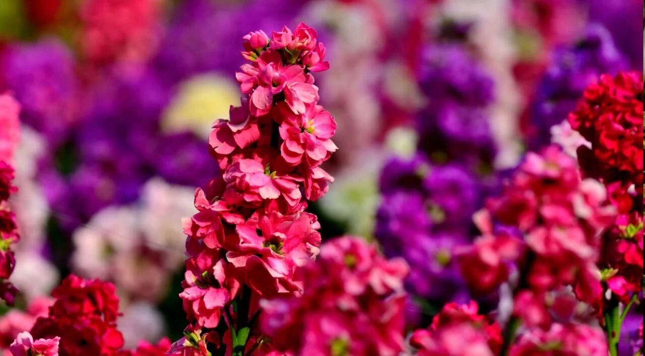 Katlı Şebboy Tohumu – Dianthus Barbatus – Renkli Çok Katlı Yazlık Çiçek