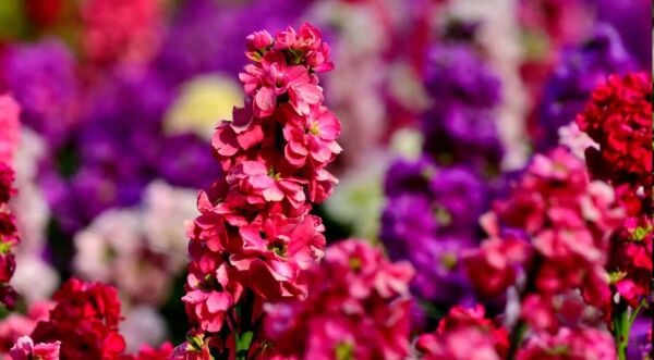 Katlı Şebboy Tohumu – Dianthus Barbatus – Renkli Çok Katlı Yazlık Çiçek