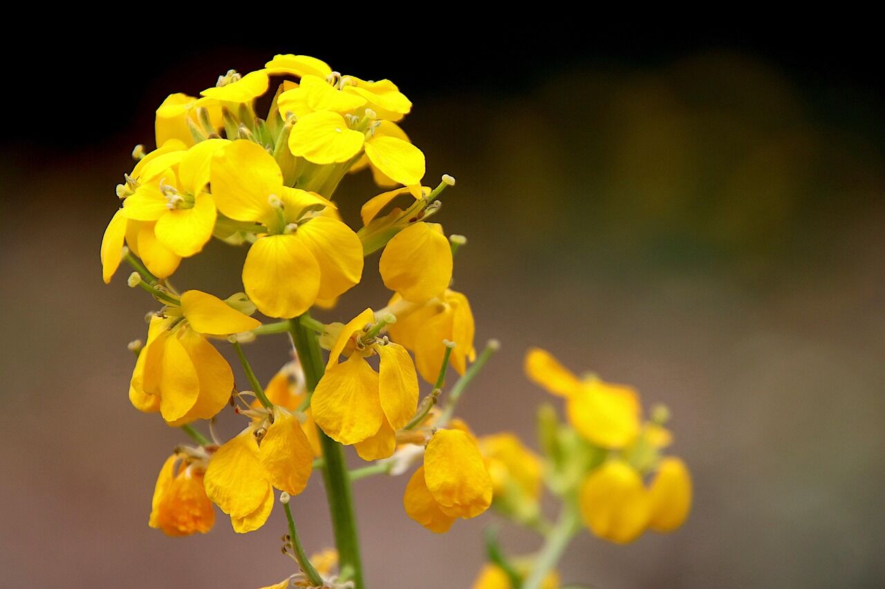 Sarı Şebboy Tohumu – Dianthus Barbatus – Canlı Sarı Renkli Yazlık Çiçek