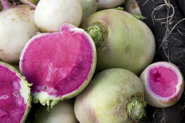 Çin Turpu Tohumu | Hızlı Çimlenen – Yüksek Verimli