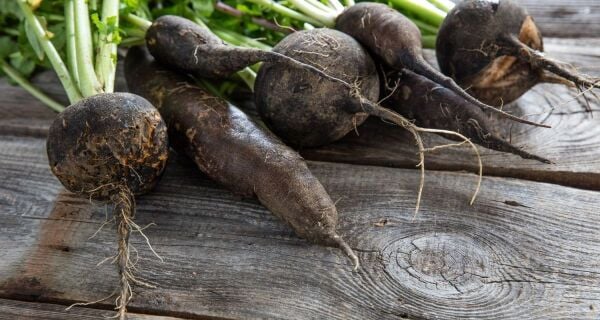 Siyah Turp Tohumu | Güçlü Aroma – Yüksek Verimli