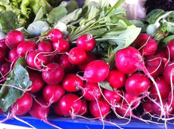 Fındık Turp Tohumu | Mini Boy – Hızlı Çimlenen Tür