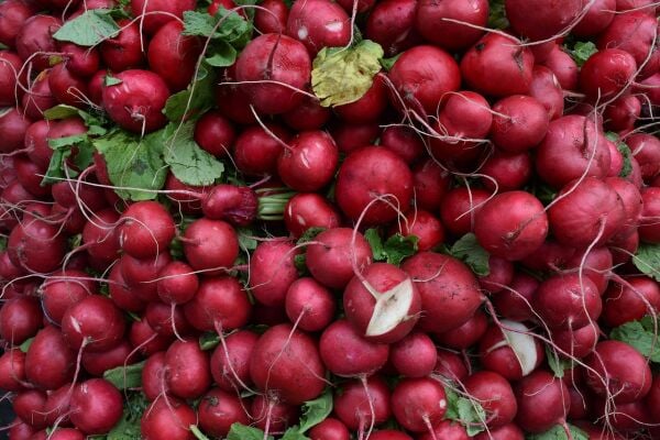 Kırmızı Turp Tohumu | Gevrek – Hızlı Çimlenen Tür