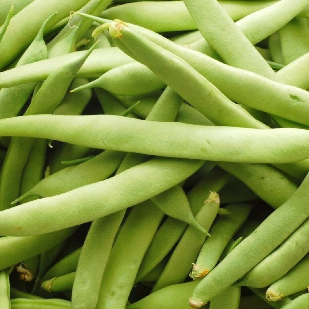 Bourgondia Fasulye Tohumu | Yüksek Verimli – Aromatik Tür