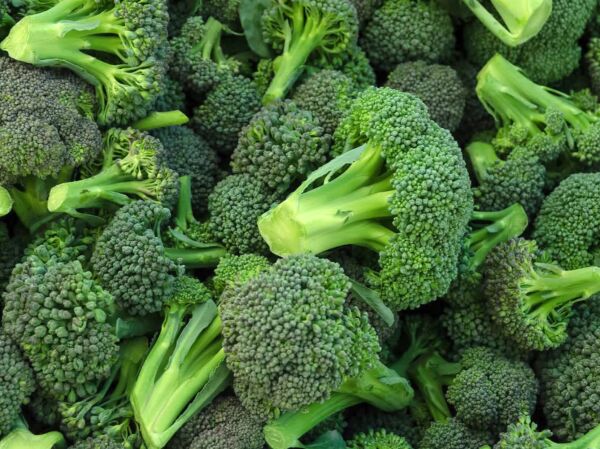 Brokoli Tohumu | Yüksek Verimli – Besin Değeri Yüksek