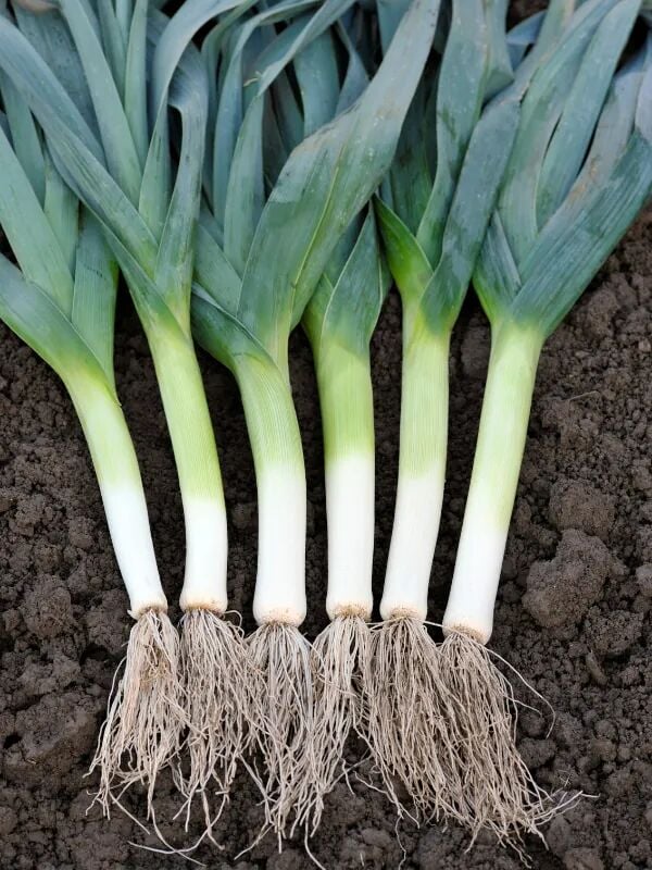 Pırasa Tohumu | Yüksek Verimli – Lezzetli ve Dayanıklı