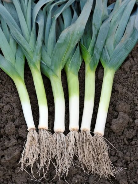 Pırasa Tohumu | Yüksek Verimli – Lezzetli ve Dayanıklı