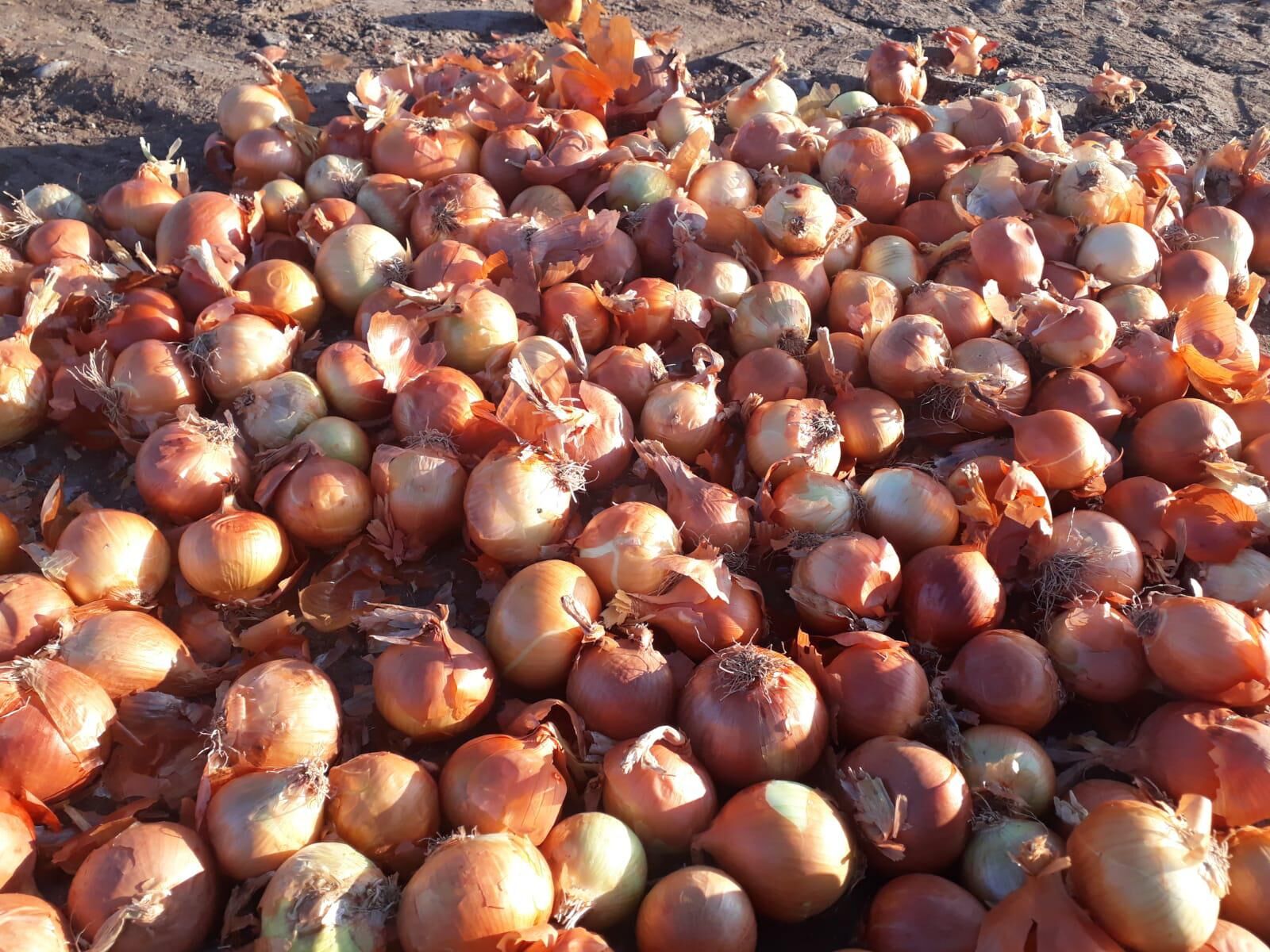 Sarı Parma Kuru Soğan Tohumu | Yüksek Verimli – Dayanıklı