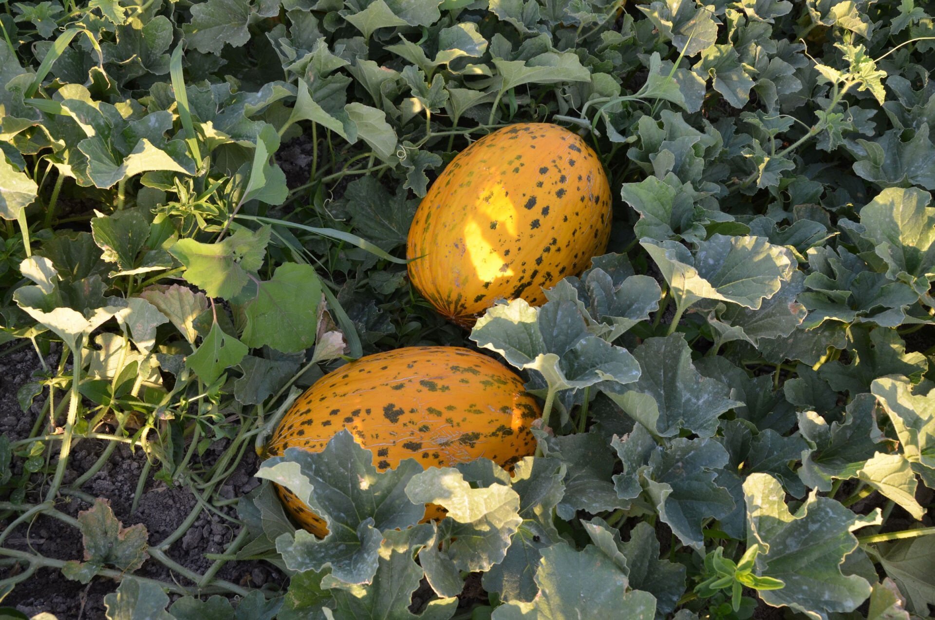 Kırkağaç Kavun Tohumu | Tatlı Aromalı – Yüksek Verimli