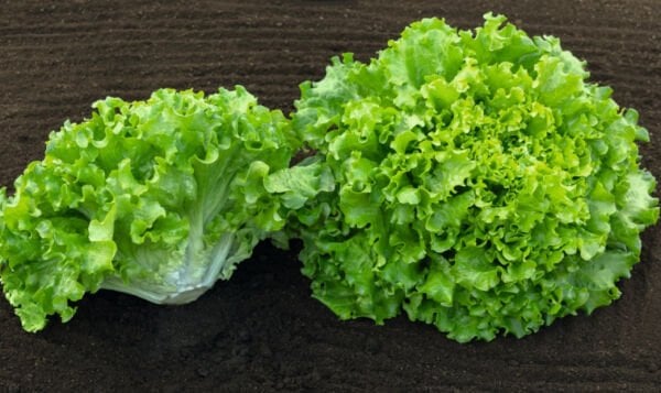 Kıvırcık Marul Tohumu | Hızlı Gelişen – Taze ve Crispy