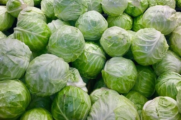 Beyaz Lahana Tohumu | İri Baş – Dayanıklı ve Yüksek Verimli