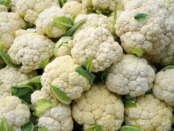 Karnabahar Tohumu | Sık Başlı – Verimli ve Dayanıklı Çeşit