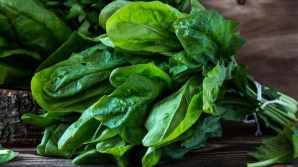 Ispanak Tohumu | Geniş Yapraklı – Hızlı ve Dayanıklı Çeşit