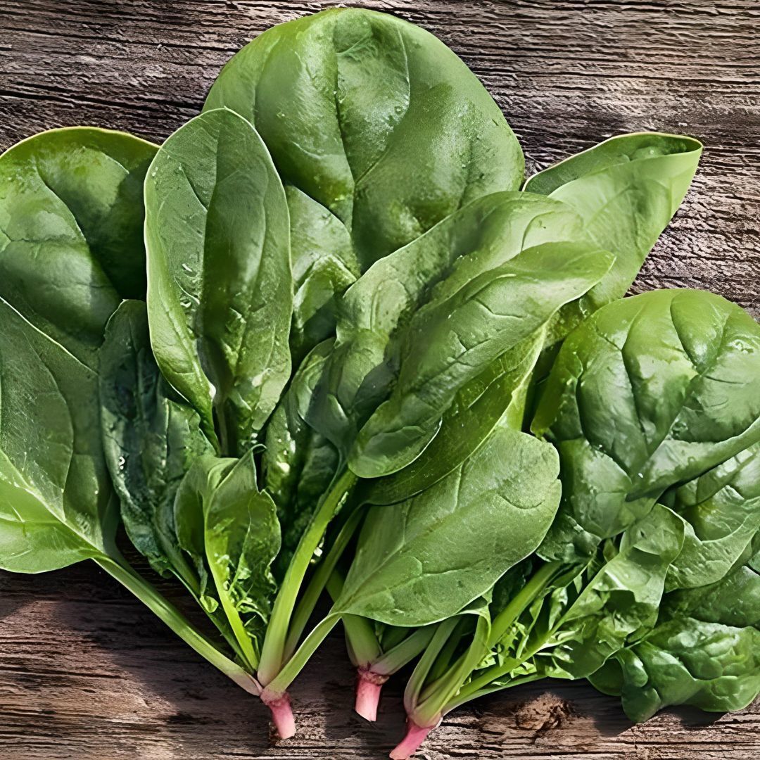 Matador Ispanak Tohumu | Geniş Yapraklı – Hızlı ve Dayanıklı