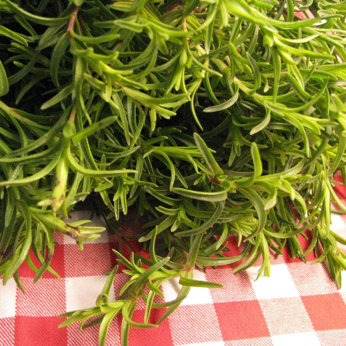 Zahter Kekik Tohumu | Aromatik – Dayanıklı ve Verimli