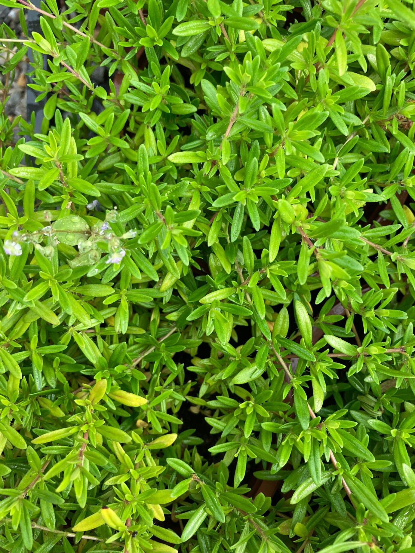 Kekik Tohumu | Yoğun Aromalı – Dayanıklı ve Verimli