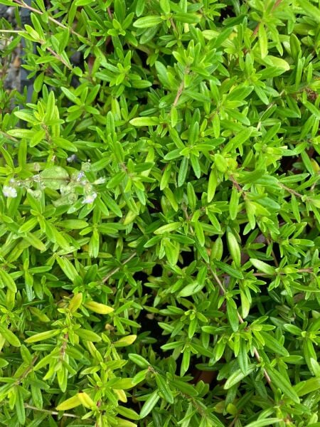 Kekik Tohumu | Yoğun Aromalı – Dayanıklı ve Verimli