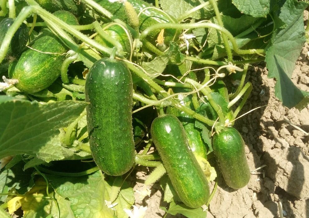 Kornişon Salatalık Tohumu | İnce – Çıtır ve Yüksek Verimli