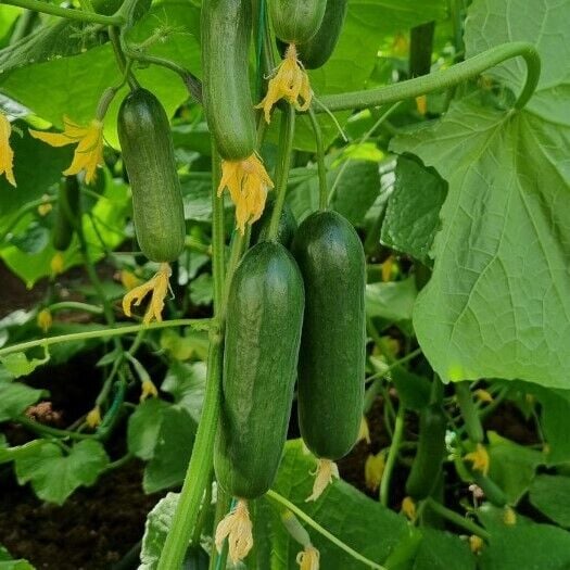 Köy Tipi Salatalık Tohumu | Oturak – Geleneksel ve Lezzetli