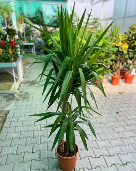 Yuka Bitkisi Jumbo Üç’lü Dikim – Yucca Elephantipes