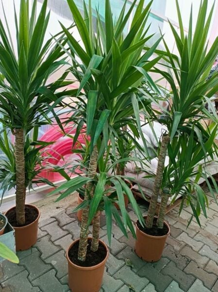 Yuka Bitkisi Jumbo Üç’lü Dikim – Yucca Elephantipes