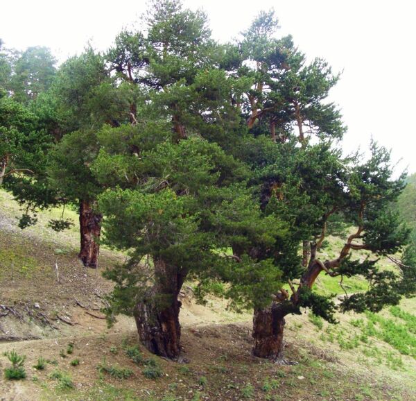 Sarıçam Tohumu | Pinus Sylvestris – Dayanıklı Çam Türü