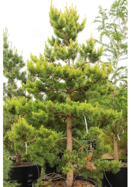 Sarıçam Tohumu | Pinus Sylvestris – Dayanıklı Çam Türü