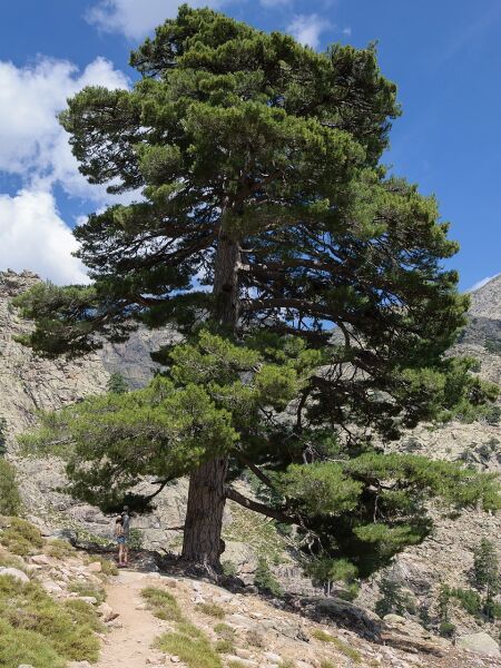 Karaçam Ağacı Tohumu | Pinus Nigra – Dayanıklı Çam Türü
