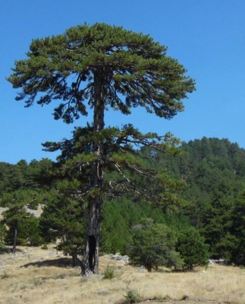 Karaçam Ağacı Tohumu | Pinus Nigra – Dayanıklı Çam Türü