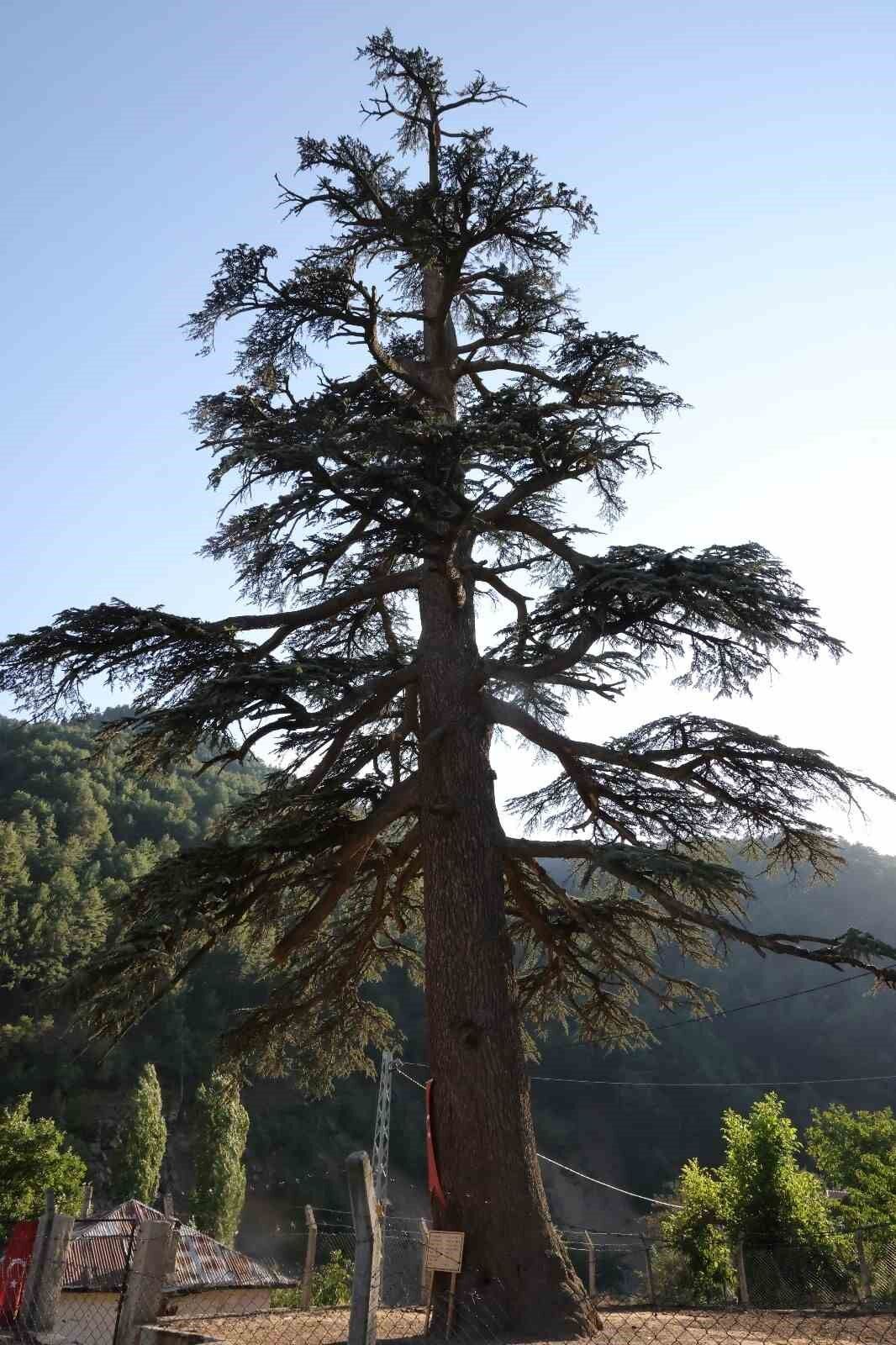 Toros Sediri Tohumu | Cedrus Libani – Dayanıklı Sedir Türü