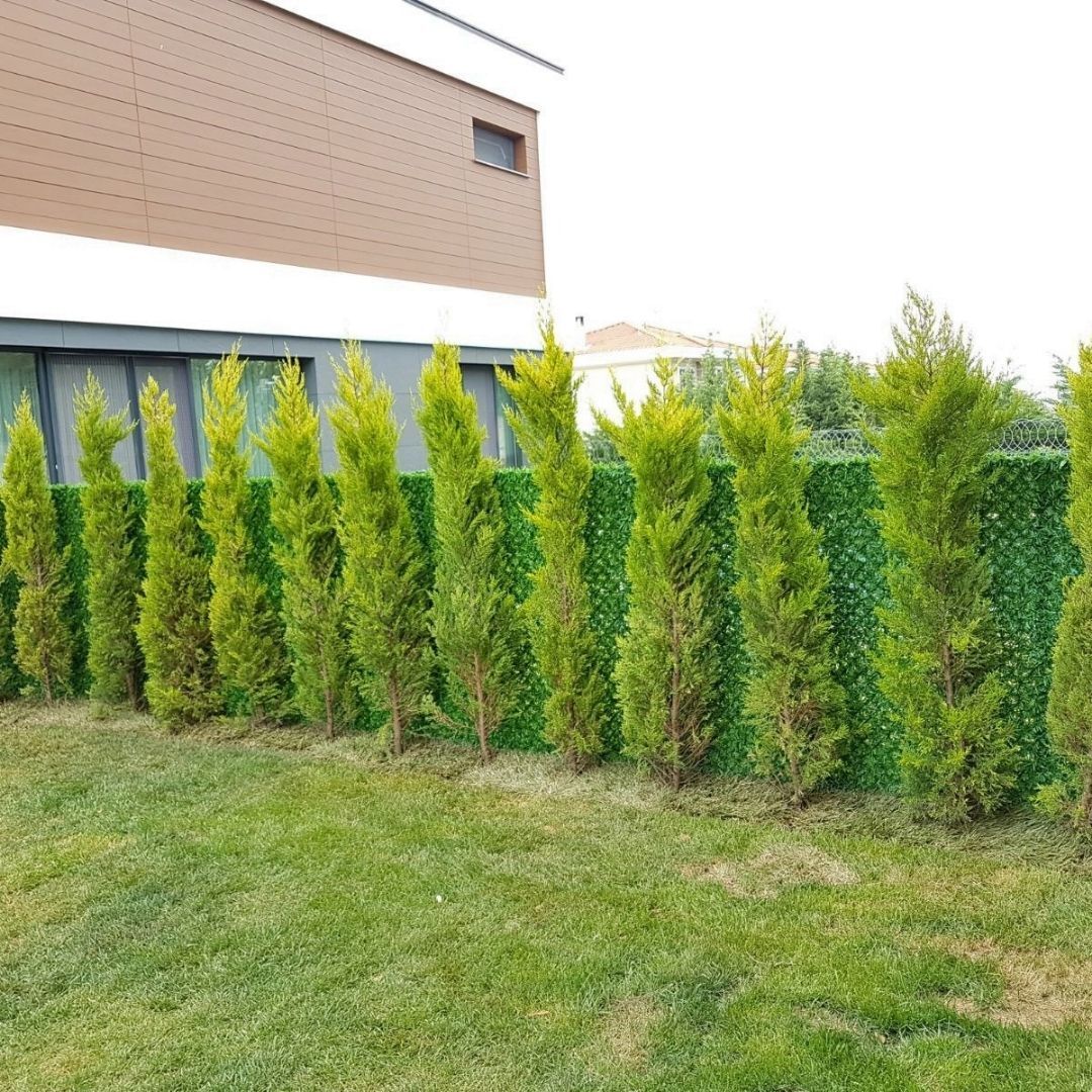 Çit Mazı Tohumu | Hızlı Gelişen – Sık Formlu Mazı