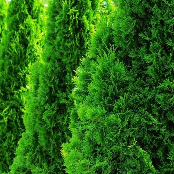 Çit Mazı Tohumu | Hızlı Gelişen – Sık Formlu Mazı