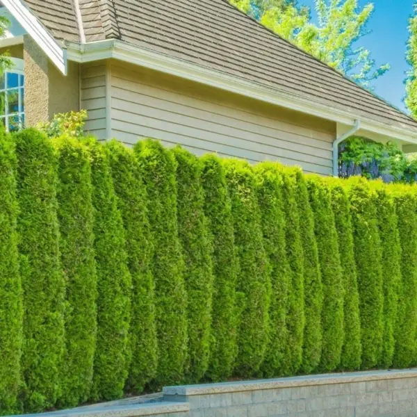 Çit Mazı Tohumu | Hızlı Gelişen – Sık Formlu Mazı