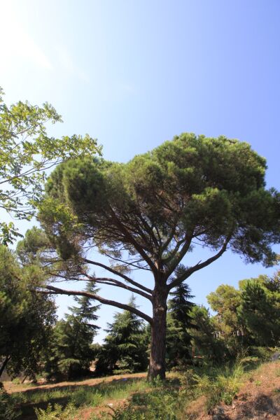 Fıstık Çamı Tohumu | Pinus Pinea – Dayanıklı Çam Türü