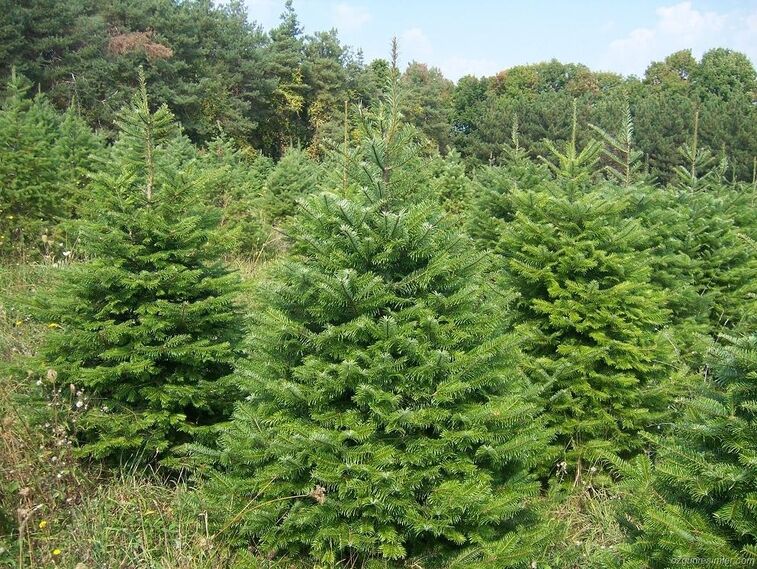 Göknar Ağacı Tohumu | Abies – Dayanıklı ve Estetik Tür