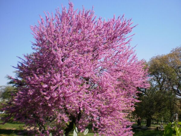 Erguvan Ağacı Tohumu | Cercis siliquastrum – Dekoratif Tür