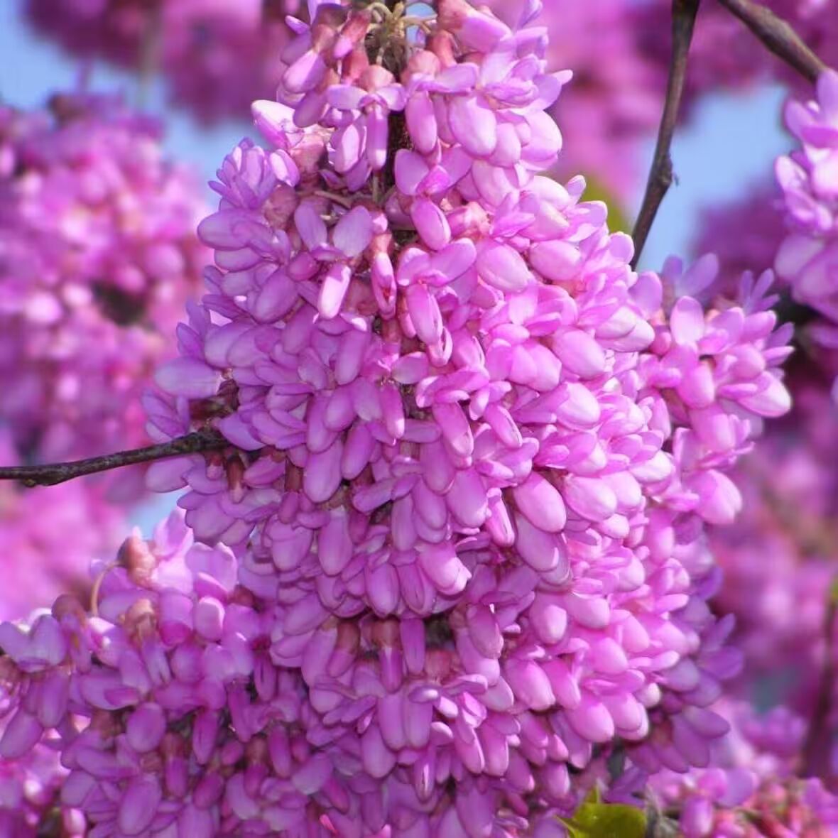 Erguvan Ağacı Tohumu | Cercis siliquastrum – Dekoratif Tür