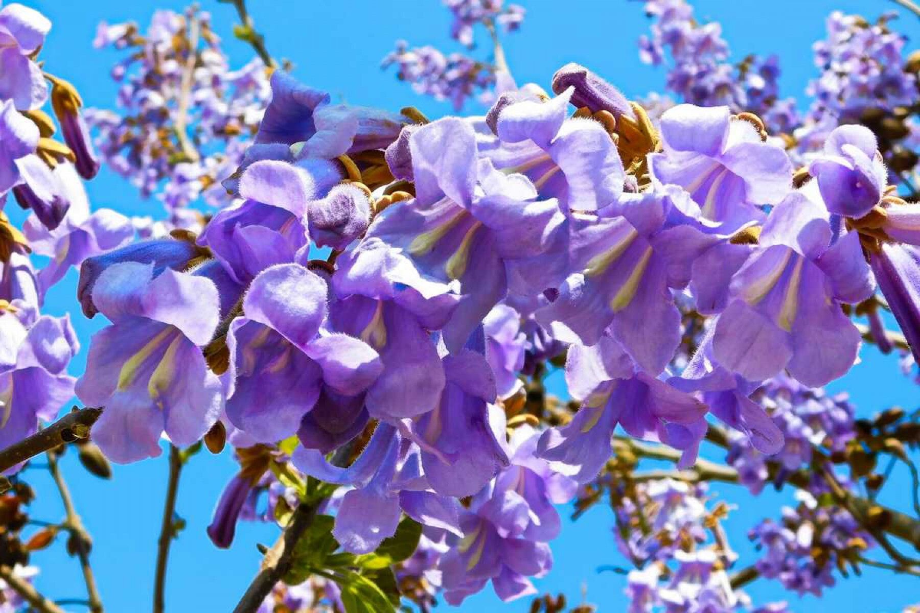Paulownia Tomentosa Tohumu | Hızlı Büyüyen Ağaç Türü
