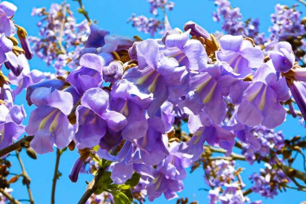 Paulownia Tomentosa Tohumu | Hızlı Büyüyen Ağaç Türü