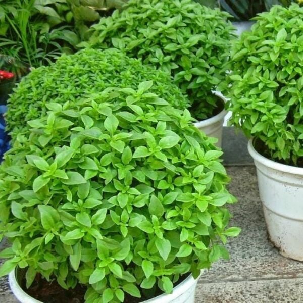 Top Fesleğen Tohumu | Geleneksel – Yoğun Aromalı