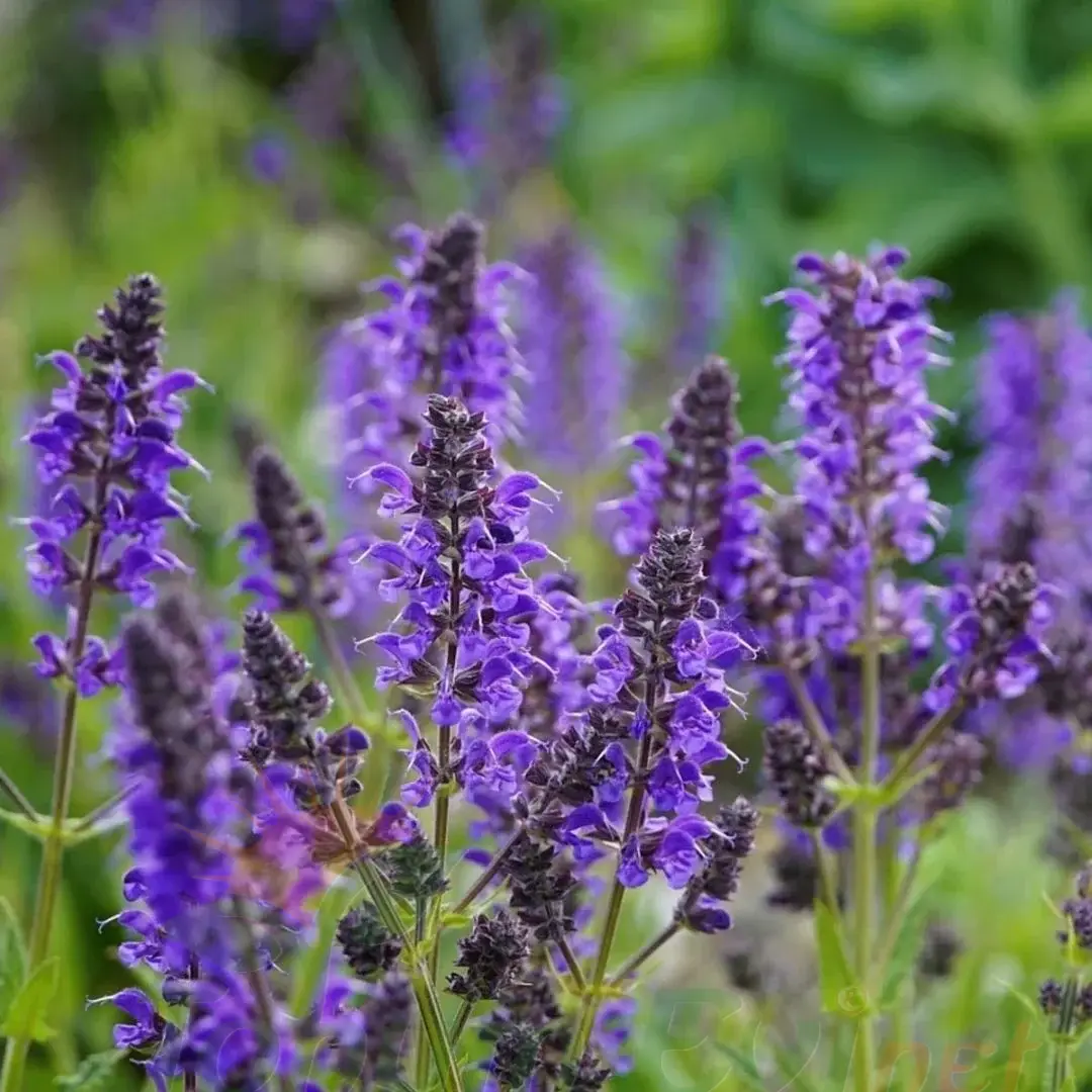 Tıbbi Adaçayı Tohumu | Salvia nemorosa Blue – Aromatik Bitki