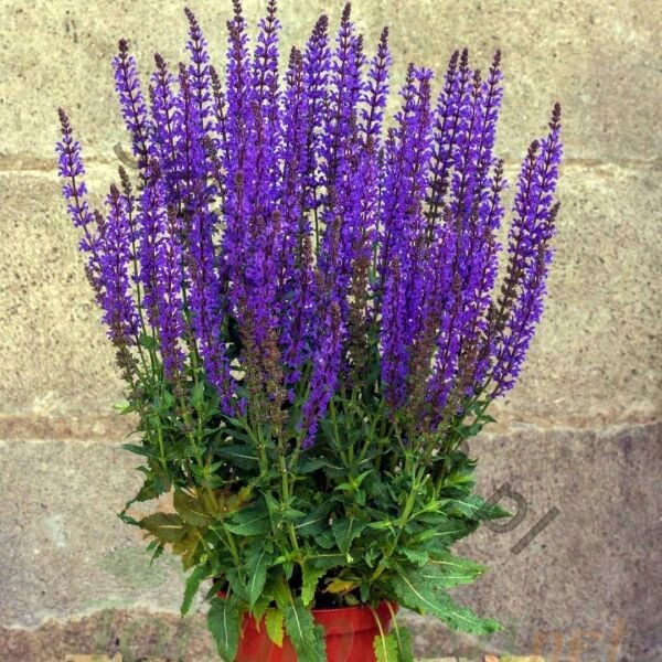 Tıbbi Adaçayı Tohumu | Salvia nemorosa Blue – Aromatik Bitki